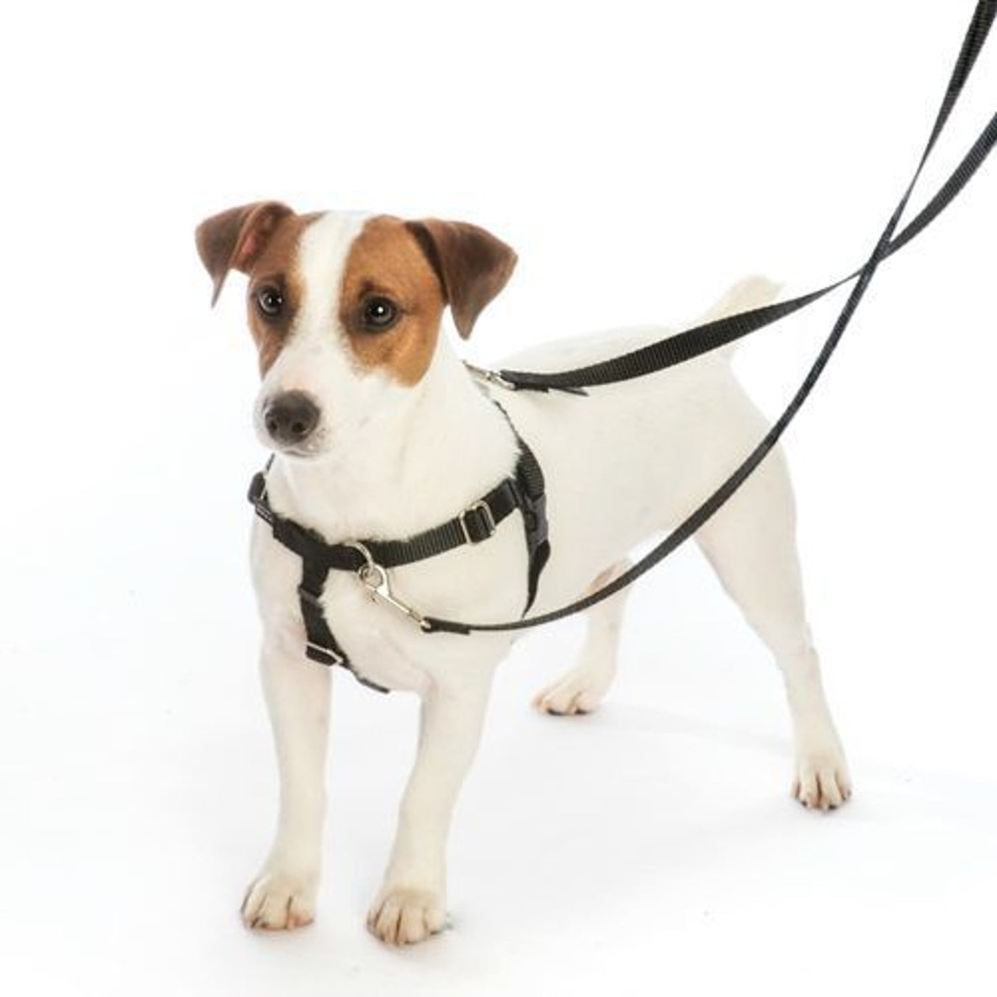 2Hounds Freedom No Pull Dog Harness Large Purple Training Lead NEW Made in USA