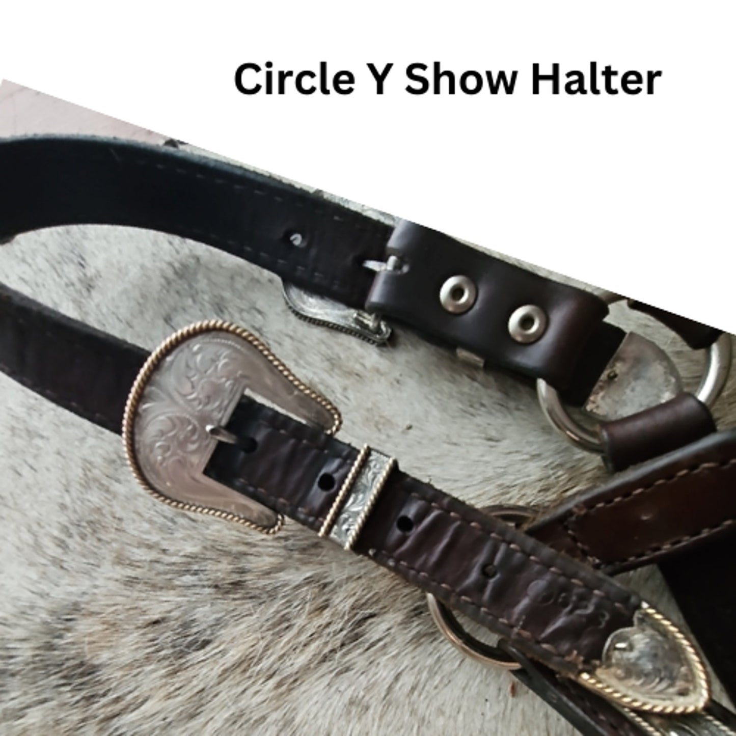 Circle Y Silver Show Halter Horse Size Dark Oil USED