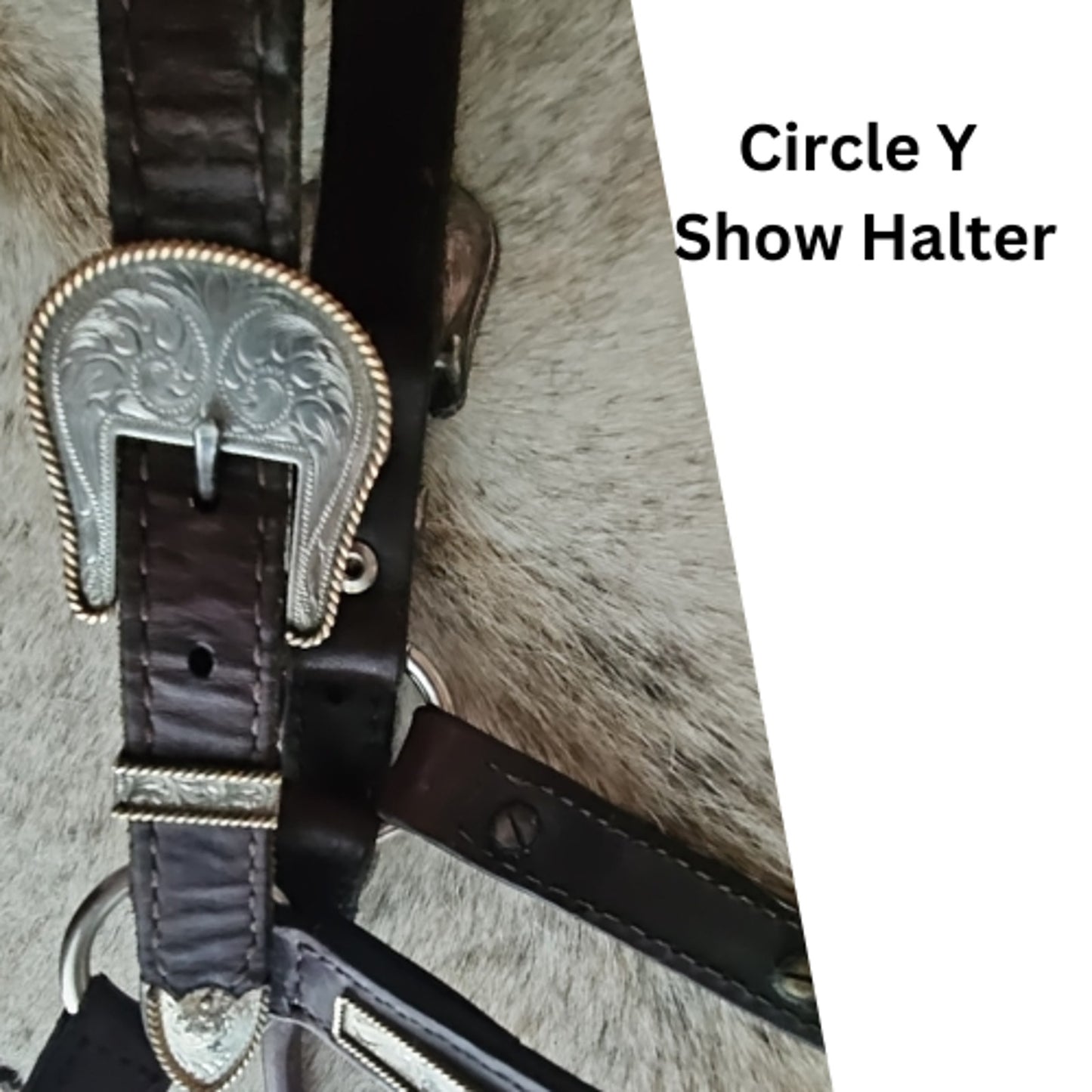 Circle Y Silver Show Halter Horse Size Dark Oil USED